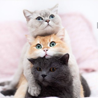 Логотип @koshki_sobaki_video_foto - Пушистики