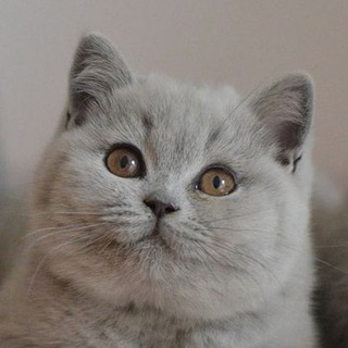 Логотип @koshkibr - Британские кошки