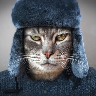 Логотип @koshkin_sibiryak - Кошкин Сибиряк