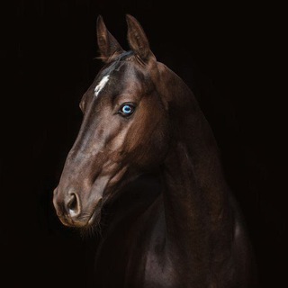 Логотип @koshmishk969 - КОННЫЙ СПОРТ 🐴♥️