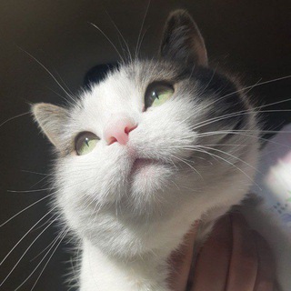 Логотип @kot_fedull - Кот Федул 😼