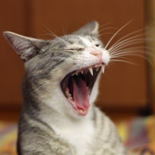 Логотип @kotakafun - Котака