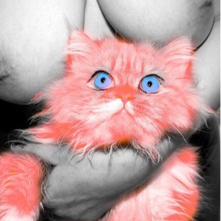 Логотип @kotanekdot - Кот анекдот