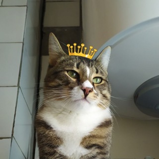 Логотип @kotbyba - Кот Буба 🐾