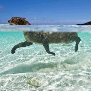 Логотип @kotchats - КОТ поплыл ЧАТ