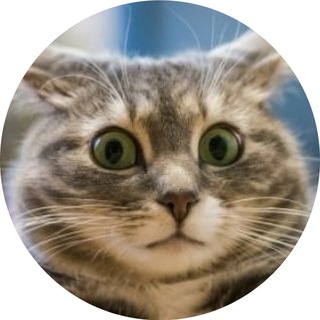 Логотип @kotdonat_shop - Котей Донатыч | Акции