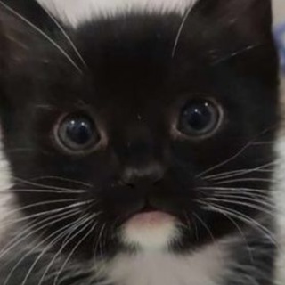 Логотип @kote_anekdote - Анекдоты и морды котов