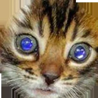 Логотип @kotechat - Коточат