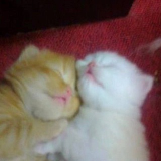Логотип @kotechik - котики котятки🐾