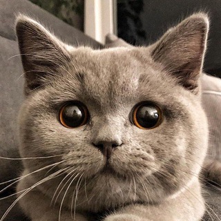 Логотип @koteechkin - Котейкин вайб