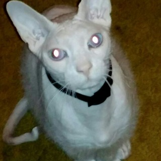 Логотип @koteetc - Котэ и компания😂😹🤣😸