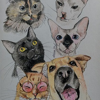 Логотип @koteiishabaka - Пятикотовье и шабака