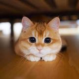 Логотип @koteika_p - КОТЕЙКА🐱