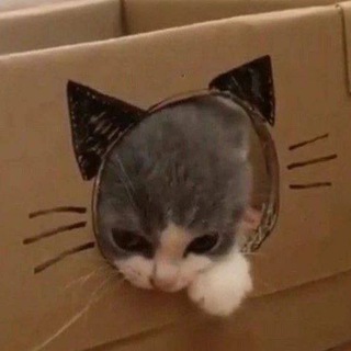 Логотип @kotektion - Котэкшн