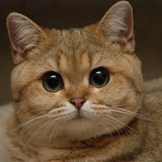 Логотип @koteyca - Без кота и жизнь не та