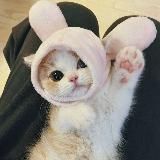 Логотип @koteyka_kotyara_kotiki - Котейка 🐈 • Стикеры