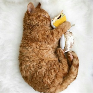 Логотип @koti_memes - Тут котики и мемы