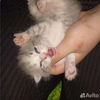 Логотип @kotiavito - бесплатные котики с авито