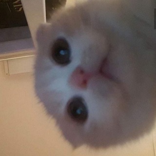 Логотип @koticats - Коты)
