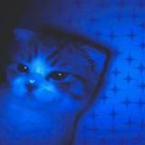 Логотип @kotik_kiss33 - .