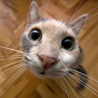 Логотип @kotik_sinoptik - Котик-синоптик