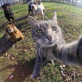 Логотип @kotikbotikk - котик ботик