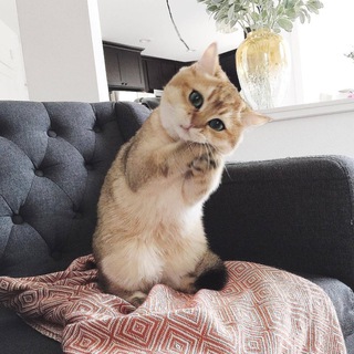 Логотип @kotikeveryday - Котик every day