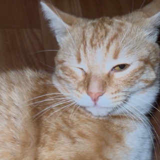 Логотип @kotikflyk - Kotikfly