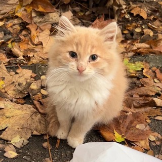 Логотип @kotiki_dlya_kotyat - Котики для Котят