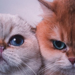 Логотип @kotiki_kushaut - Котики кушают