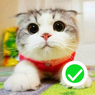 Логотип @kotiki_like - Котяшечная 😺