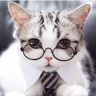 Логотип @kotiki_ochki - Котики в очках 🕶