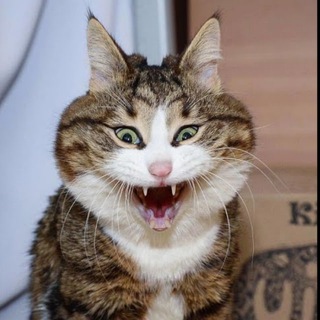 Логотип @kotiki_top28 - Котики|Собакены|Звериная мафия|Юмор и шутки