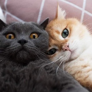 Логотип @kotiki_video_smeshnoe - Котики смешные