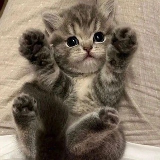 Логотип @kotiki_xt - Котики муркотики