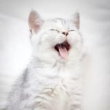 Логотип @kotikiam - Котики