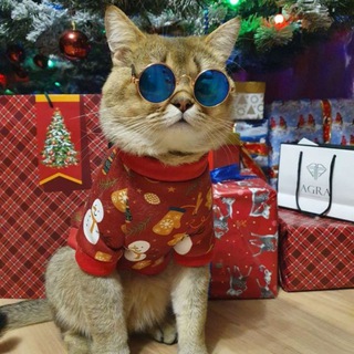 Логотип @kotikikavkaz - 😻КОТЯТА В ГРОЗНОМ 🎁ЖИВОЙ ПОДАРОК инстагр 💖kotiki_v_groznom95