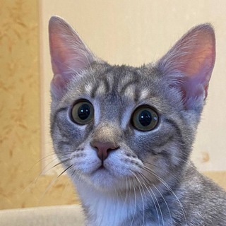 Логотип @kotikikotiaty - Котики