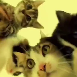 Логотип @kotikimyaukaut - Котики мяукают