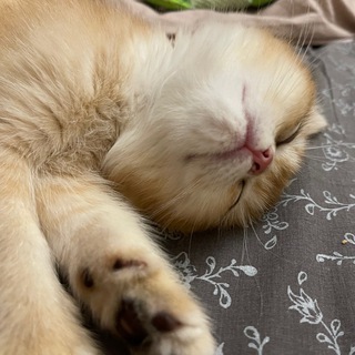 Логотип @kotikivibe - Голди и котики*