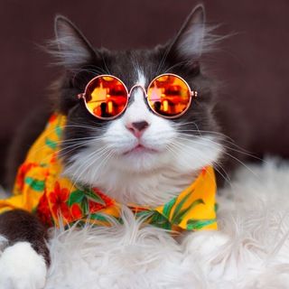 Логотип @kotikotya - Котики собаки