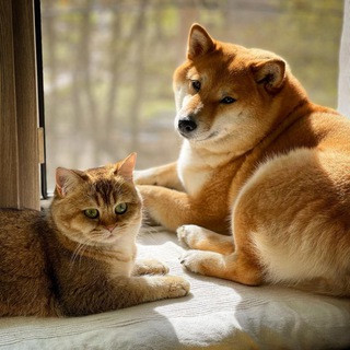 Логотип @kotiky_sobachky - Котики и Собаки 🐱🐶