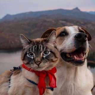 Логотип @kotishisobaken - 😻котишь и собакен🐶