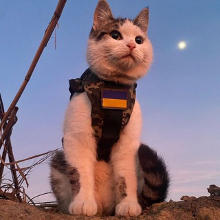 Логотип @kotja_mimi - Котячі Хроніки