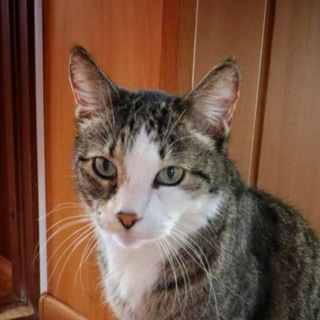 Логотип @kotkipish - Кот Кипиш