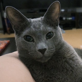 Логотип @kotmatiss - 🐈‍⬛Матисья жизнь