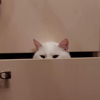 Логотип @kotnupodumai - Коть, представляешь?