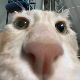 Логотип @koto_bank_gif - Хранилище котячьих гифок