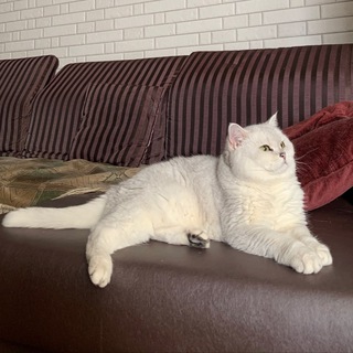 Логотип @koto_blog - Кошка Дениса на карантине