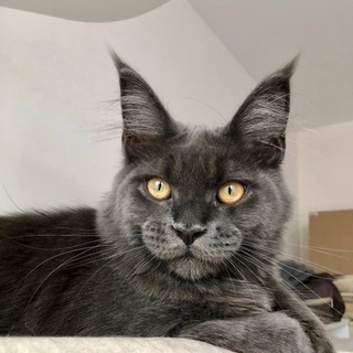 Логотип @kotoamatsukamimainecoon - Mainecoon cattery Kotoamatsukami